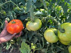 Agriculture In Canada - Tomatoes