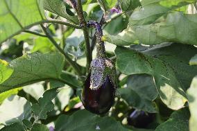 Agriculture In Canada - Eggplants