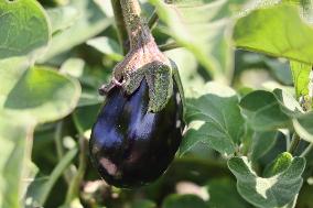 Agriculture In Canada - Eggplants