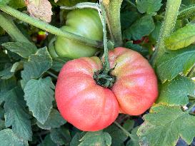 Agriculture In Canada - Tomatoes