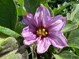 Agriculture In Canada - Eggplants