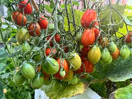 Agriculture In Canada - Tomatoes