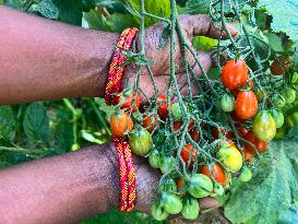 Agriculture In Canada - Tomatoes