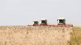 Wheat Harvest - Kazakhstan