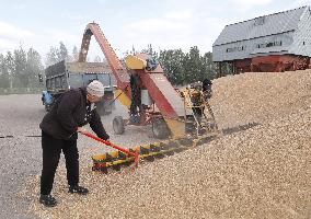 Wheat Harvest - Kazakhstan