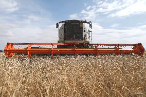 Wheat Harvest - Kazakhstan