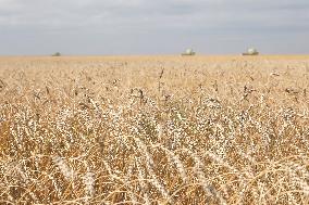 Wheat Harvest - Kazakhstan