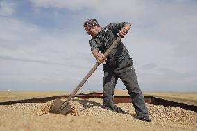 Wheat Harvest - Kazakhstan