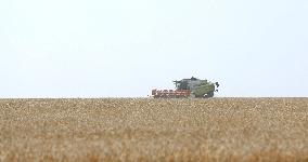 Wheat Harvest - Kazakhstan