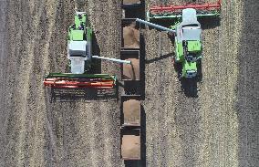 Wheat Harvest - Kazakhstan