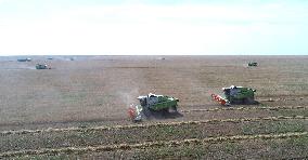 Wheat Harvest - Kazakhstan