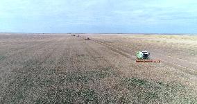 Wheat Harvest - Kazakhstan