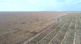 Wheat Harvest - Kazakhstan