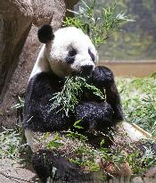 Giant panda Ri Ri at Tokyo zoo