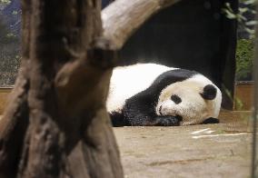 Giant panda Shin Shin at Tokyo zoo