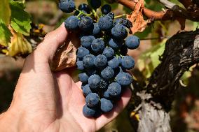 Vineyards In The Rhone Valley In France