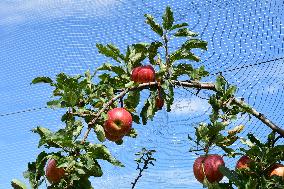 Fruit Trees In The Rhone Valley In France