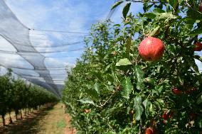 Fruit Trees In The Rhone Valley In France