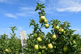 Fruit Trees In The Rhone Valley In France