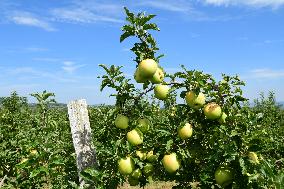 Fruit Trees In The Rhone Valley In France