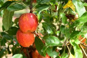 Fruit Trees In The Rhone Valley In France