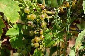 Vineyards In The Rhone Valley In France