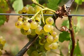 Vineyards In The Rhone Valley In France