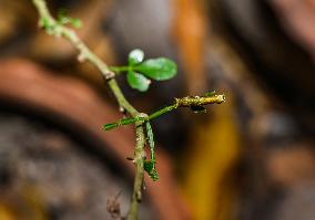 Papilio Polytes - Common Mormon Larva - Animal India