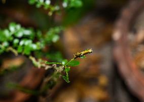 Papilio Polytes - Common Mormon Larva - Animal India