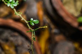 Papilio Polytes - Common Mormon Larva - Animal India