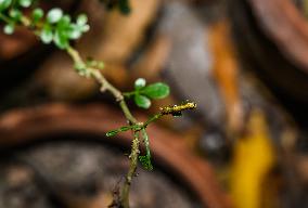 Papilio Polytes - Common Mormon Larva - Animal India