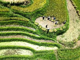 Terraced Fields - China