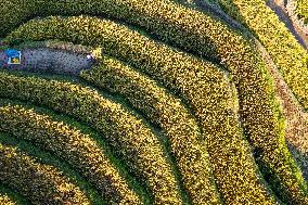 Terraced Fields - China