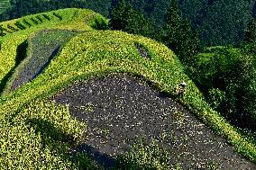 Terraced Fields - China