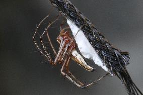 Long-jawed Orb Weaver Spider In Kerala