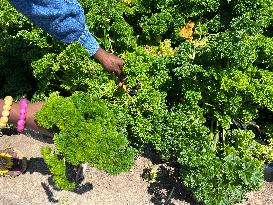 Agriculture In Canada