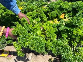 Agriculture In Canada