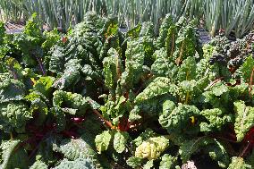 Agriculture In Canada