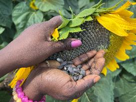 Agriculture In Canada