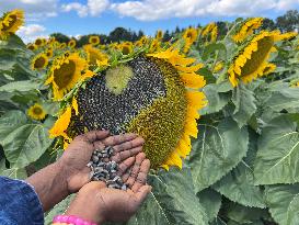 Agriculture In Canada