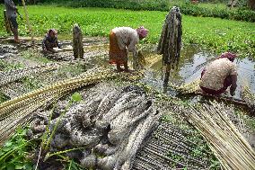 Jute Harvesting In Assam