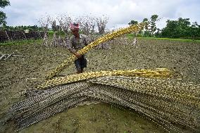 Jute Harvesting In Assam