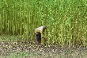 Jute Harvesting In Assam