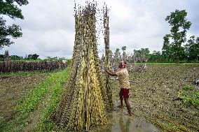 Jute Harvesting In Assam