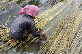 Jute Harvesting In Assam