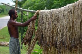 Jute Harvesting In Assam