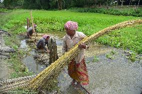 Jute Harvesting In Assam