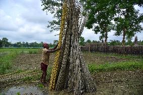 Jute Harvesting In Assam