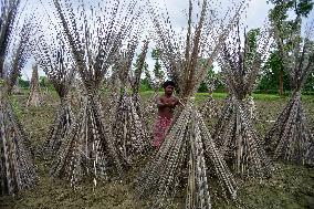 Jute Harvesting In Assam