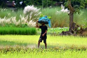 Daily Life In India